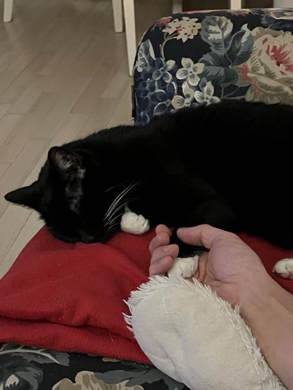 black cat sleeping with her paw in my hand