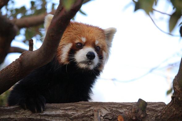 A picture of a Red Panda.
