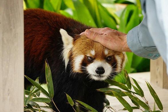 A picture of a Red Panda.