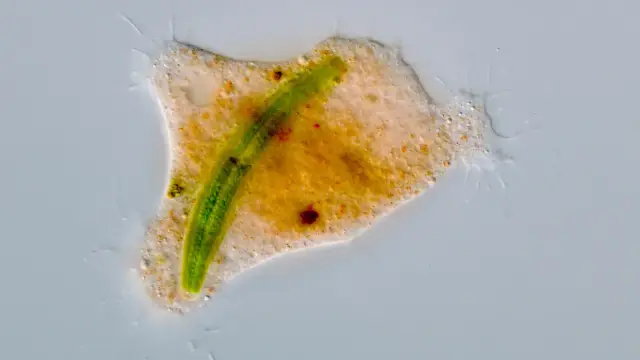 The amoeba Strigomyxa ruptor (large yellow-orange cell) engulfs its prey, a Closterium alga (elongated green cell)