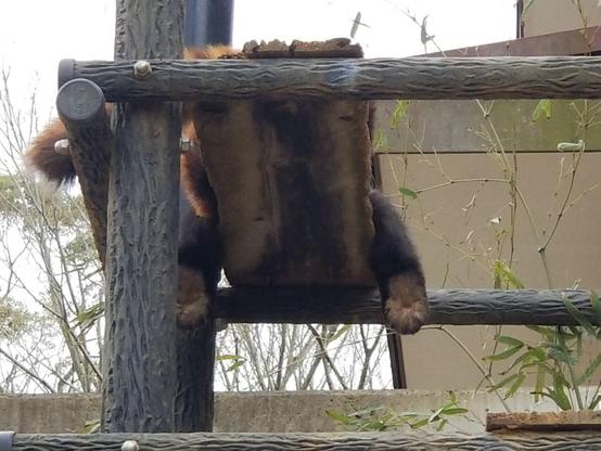 A picture of a Red Panda.