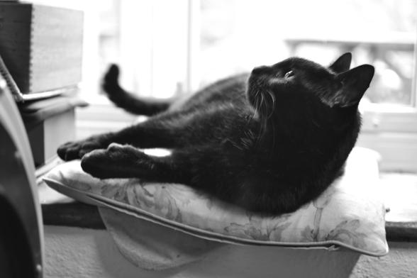 This is a monochrome picture of a large black cat reclining on a cushion on a window sill. He's looking towards the top left of the frame, as if something has just caught his attention. The picture is a little blurred as it was taken with my old DSLR, handheld, full manual control and the shutter speed was fairly low.

Bertie looks happy enough though.
