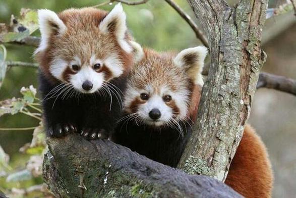 A picture of a Red Panda.