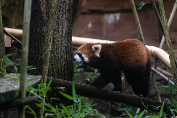 A picture of a Red Panda.