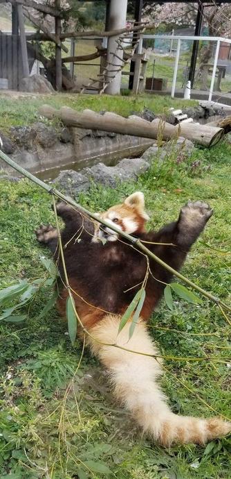 A picture of a Red Panda.