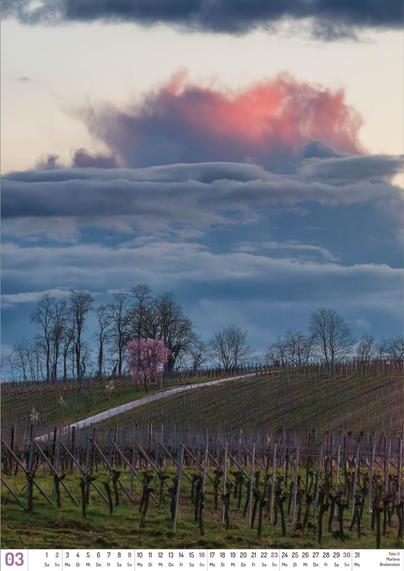 Photograph of an early spring vineyards under a lovely sunset. Barren grapevines give way to a path leading up a hillside. Along its left side are three young almond trees with white blossoms, and a much larger pink cherry tree. The sky is filled with low blue clouds, above which rises an orange-pink, rose-shaped cloud, lit by the setting sun.