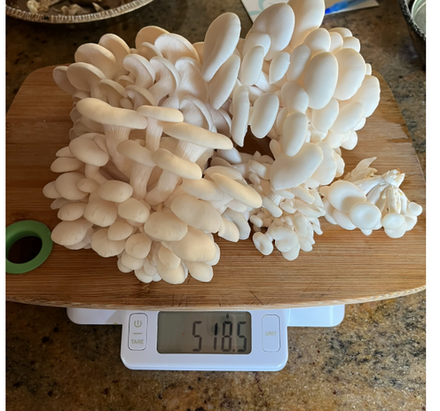 A photo of juicy looking mushrooms on a scale that reads 518.5