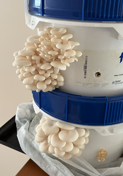 A photo of juicy looking mushrooms emerging from the sides of stacked buckets.