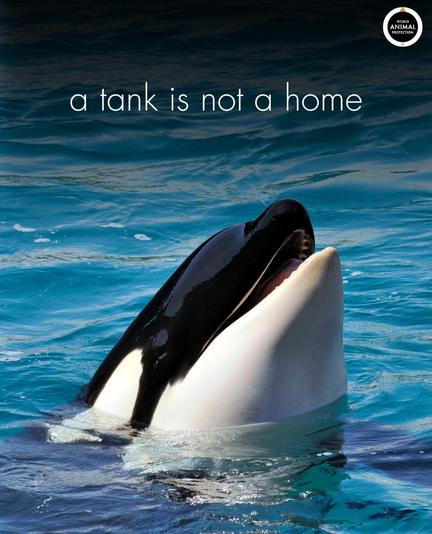 The head of an orca is coming out of the water in a pool. 

Photo is by world animal protection 

Text: a tank is not a home