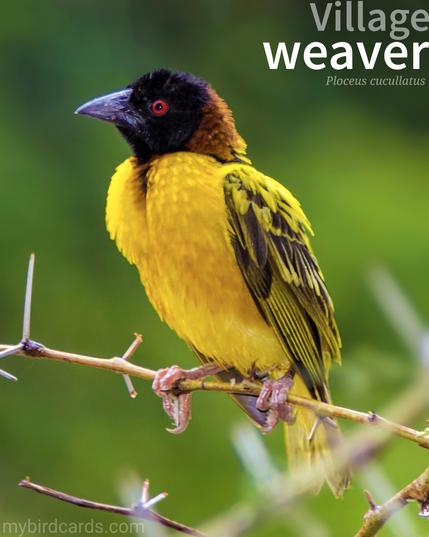 🌍 Village weaver, male (Ploceus cucullatus) 

The Village weaver, or Spotted-backed weaver, is a small, stocky bird found in sub-Saharan Africa. Males are brightly coloured with black heads and yellow bodies, while females are a more subdued brown. These social birds are known for their intricate, woven nests, which they build in colonies. They are often found near human settlements, where they can be seen foraging for seeds and insects. GG 2024 (Edited)

Conservation status: Least Concern (IUCN 3.1) 

📷: Photo by Lesbains39 via Pixabay 

FZGC