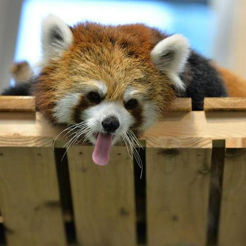 A picture of a Red Panda.