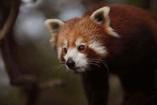 A picture of a Red Panda.