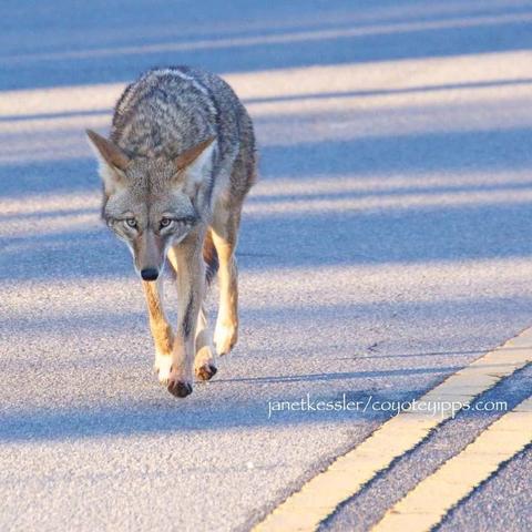 A picture of a coyote.