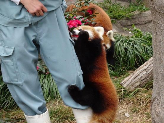 A picture of a Red Panda.