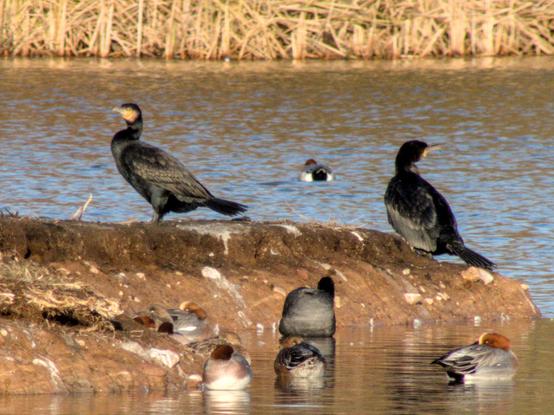 Two large black birds appear on a muddy bank in the middle of a lake. They have an orange patch on the lower part of their face. I believe these are double-crested cormorants.