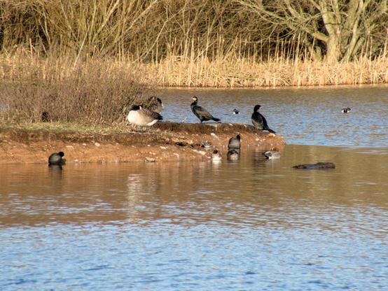 The original picture, the other is a crop of this. 

Two large black birds appear on a muddy bank in the middle of a lake. They have an orange patch on the lower part of their face. I believe these are double-crested cormorants. 

This shows more of the lake amd reeds in the background, together with a canada goose, ducks and coots.