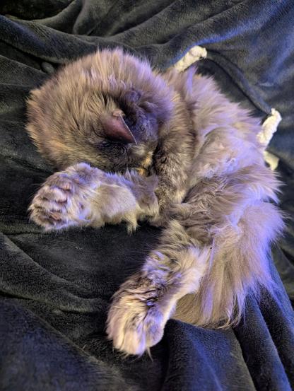 A photo of a furry grey cat sleeping on a snuggie blanket thing. Her back feet are pointing toward the camera. They are very wide with extra toes and have cream coloured patches.