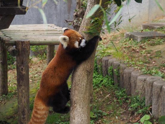 A picture of a Red Panda.