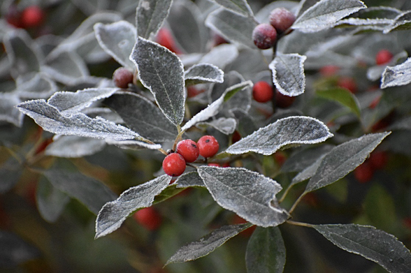 The bright red berries and dark green leaves of a Winterberry plant are dusted in frost.