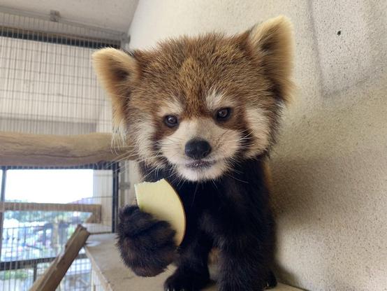 A picture of a Red Panda.