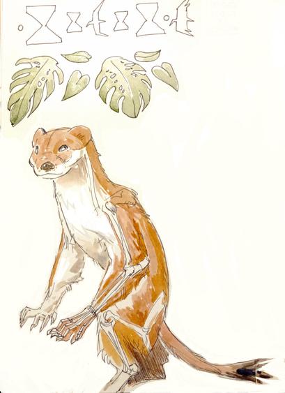 Watercolor painting of a stoat standing upright.