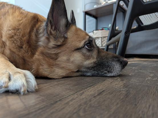 A dog looking up at the sounds of a windstorm outside