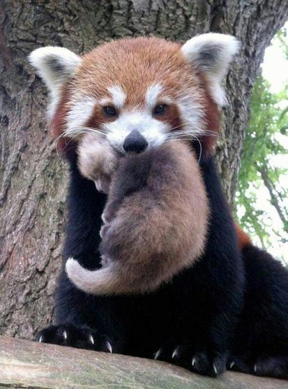 A picture of a Red Panda.
