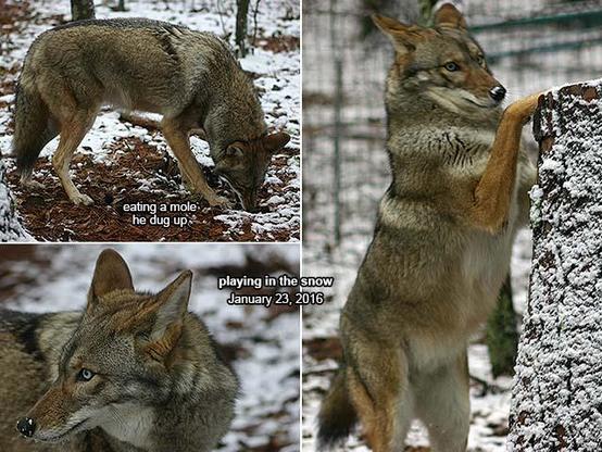 A picture of a coyote.