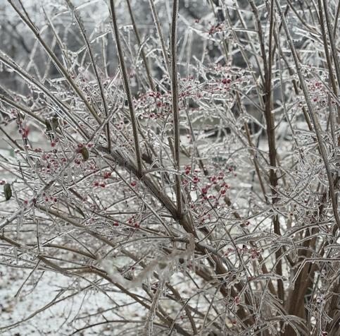 A close-up view of a bush with ice-covered branches and bright red berries, surrounded by a wintry landscape. The frozen branches shimmer, creating a glistening effect.