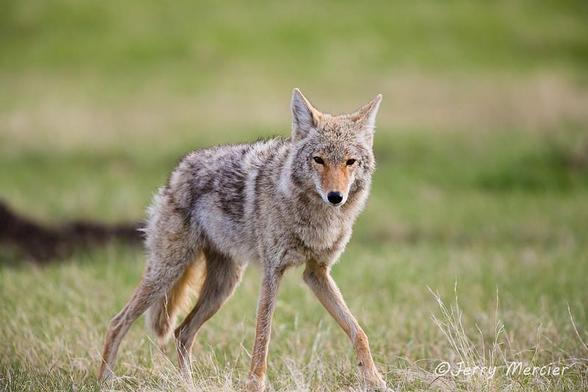 A picture of a coyote.