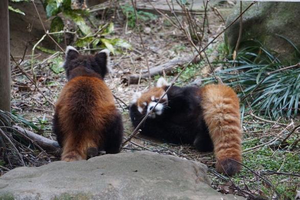 A picture of a Red Panda.