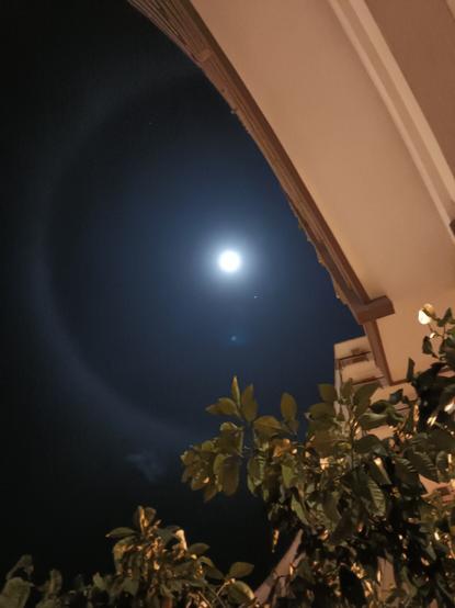 #Luna piena circondata da alone lunare, visibile da dietro un cornicione anch'esso rotondo e tra le fronde di un albero.