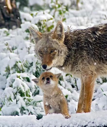 A picture of a coyote.