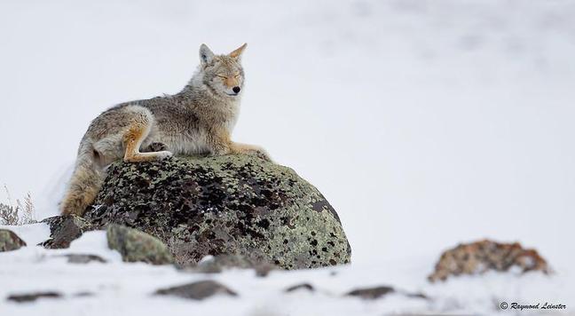 A picture of a coyote.