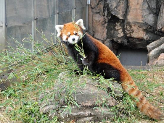 A picture of a Red Panda.