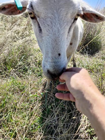 Close up image  of a sheep looking at you while touching her nose to my hand in a dry grassy paddock. She has a green ear tag in her right ear because females are always right.