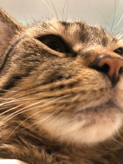 An extreme closeup of a cat’s face, taken from slightly below the nose and off to the side. It’s a brown tabby.