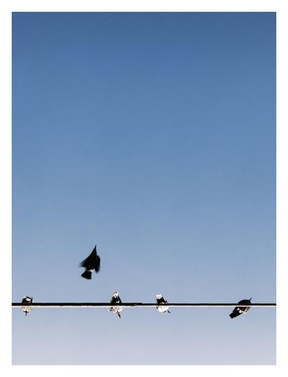 The image features a predominantly blue sky, filling most of the frame, with a thin horizontal wire near the bottom. Five birds are perched on the wire, spaced out at irregular intervals. One bird is captured mid-flight, its wings flapping and slightly blurred, contrasting with the stillness of the others. The scene has a minimalistic composition with sharp contrast between the silhouetted birds and the clear, gradient blue sky. A white border frames the photograph, emphasizing its clean and simple aesthetic.