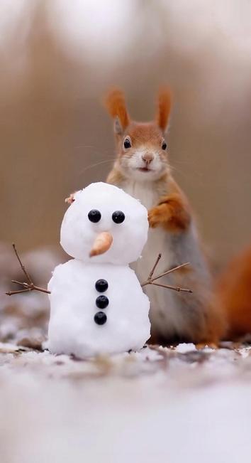 Photography. A beautiful color photo of a squirrel standing next to a mini snowman. The photographer has made a tiny snowman with a carrot nose, twigs for arms and berries for eyes and buttons and placed it in the snow and waited. The squirrel has inspected the snowman closely and is now standing there with its ears perked up and its paws on the snowman's head, looking directly into the camera. Or perhaps it has built the snow companion itself?