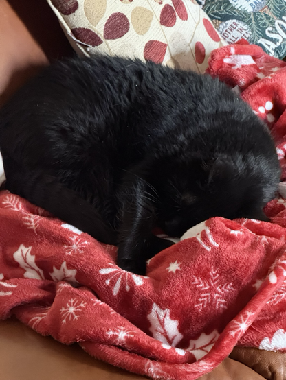 Black cat sitting on a red Christmas throw