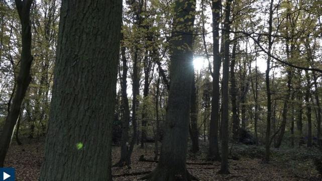 Das Bild zeigt einen Teil des HambiBleibt Wald im Herbst. Die Eichenbäume sind hoch und schlank, mit dunklen, grob strukturierten Stämmen. Die Blätter an den Bäumen sind größtenteils gelblich-grün, einige scheinen bereits abgefallen zu sein und bedecken den Waldboden. Die Sonne scheint durch die Baumkronen und erzeugt einen hellen Schein.