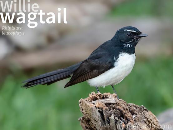 🌏 Willie wagtail (Rhipidura leucophrys) 

The Willie wagtail (also spelt Willy wagtail) is a small bird native to Australia, New Guinea, and parts of Indonesia. It is characterized by its black and white plumage, long tail that it wags from side to side, and its active and agile behavior. The Willie wagtail is known for its bold and confident nature, often approaching humans and other animals fearlessly. It is a highly adaptable species, found in a variety of habitats, including gardens, parks, and woodlands. The bird feeds primarily on insects, which it catches in mid-air or by foraging on the ground, and its melodious calls are a common sound in its range. GPT-3.5 (Edited)

Conservation status: Least Concern (IUCN 3.1)

📷: Photo by pen_ash via Pixabay

VYML