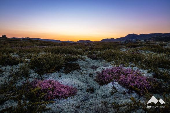 Gorgeous Norwegian landscape bathed in the golden light of the setting sun! In the foreground some lovely bright pink cushions of plants.