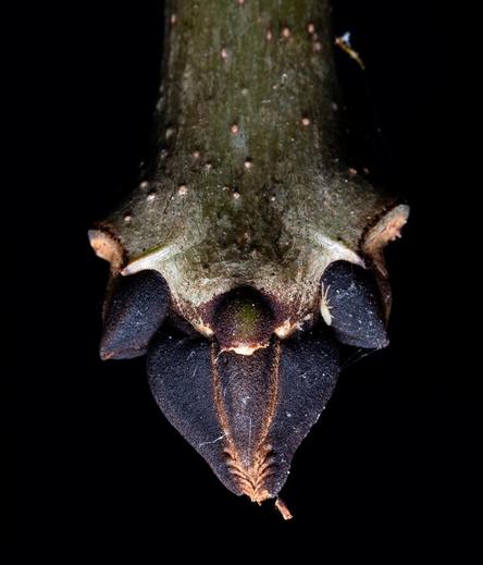 Winter close view of the end of a tree branch. It almost looks like the nose of an animal with two horns. It’s actually the bud of leaves. The buds are black. On this black is a tiny white bug. The body, a couple legs and the antennae are just visible.