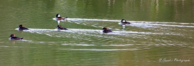 "The image showcases six hooded mergansers swimming gracefully on a calm pond. You can see the distinct black and white crests that make these birds so identifiable. The water is serene, only slightly disturbed by the ripples the birds create as they move.
In the background, the greenery reflects on the pond, giving the water a greenish hue. The birds are spread out, three in the foreground and three in the background, all moving in in the same direction. It's a peaceful scene, capturing the beauty of these unique ducks. The image is signed "© Swede's Photographs" in the bottom right corner.