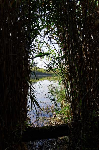 Reeds arch over an opening from both sides, creating a tunnel to a dark tunnel to a bright pond.