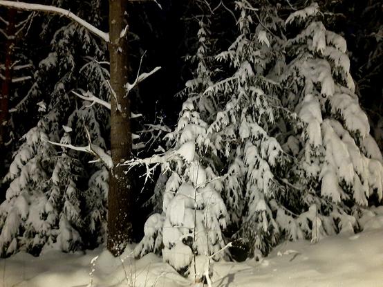 Snowy spruce trees lit by street lights.