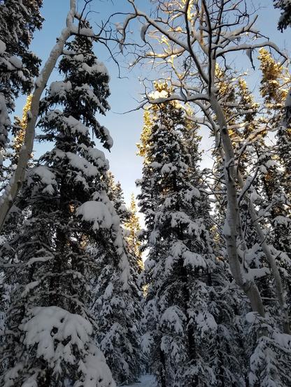 Simple photo of looking upward at snow laden trees, pale blue winter sky at the very top, and the sun slanting through to barely touch a few branches.