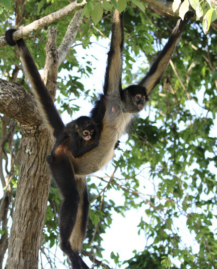 color digital photo of Geoffroy's spider monkey (Ateles geoffroyi), adult with child on back, hanging in tree https://www.inaturalist.org/observations/66577315 © Roger Woodruff (CC-BY-NC)