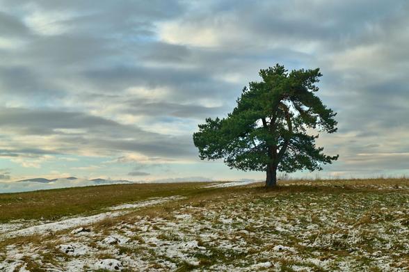 A lonely tree against a cloudy, slightly colored sky. One third of the frame from the bottom is a brown-yellow meadow, lightly dusted with snow. At the top of the meadow, slightly to the right of center, grows a large, solitary pine tree. A dirt road runs through the meadow, to the left of the pine tree. The upper two-thirds of the frame are heavily overcast sky. Between the clouds, you can see fragments of blue sky and the light of the setting sun. On the left, on the border between the meadow and the sky, there is a mountain range visible, bathed in fog.